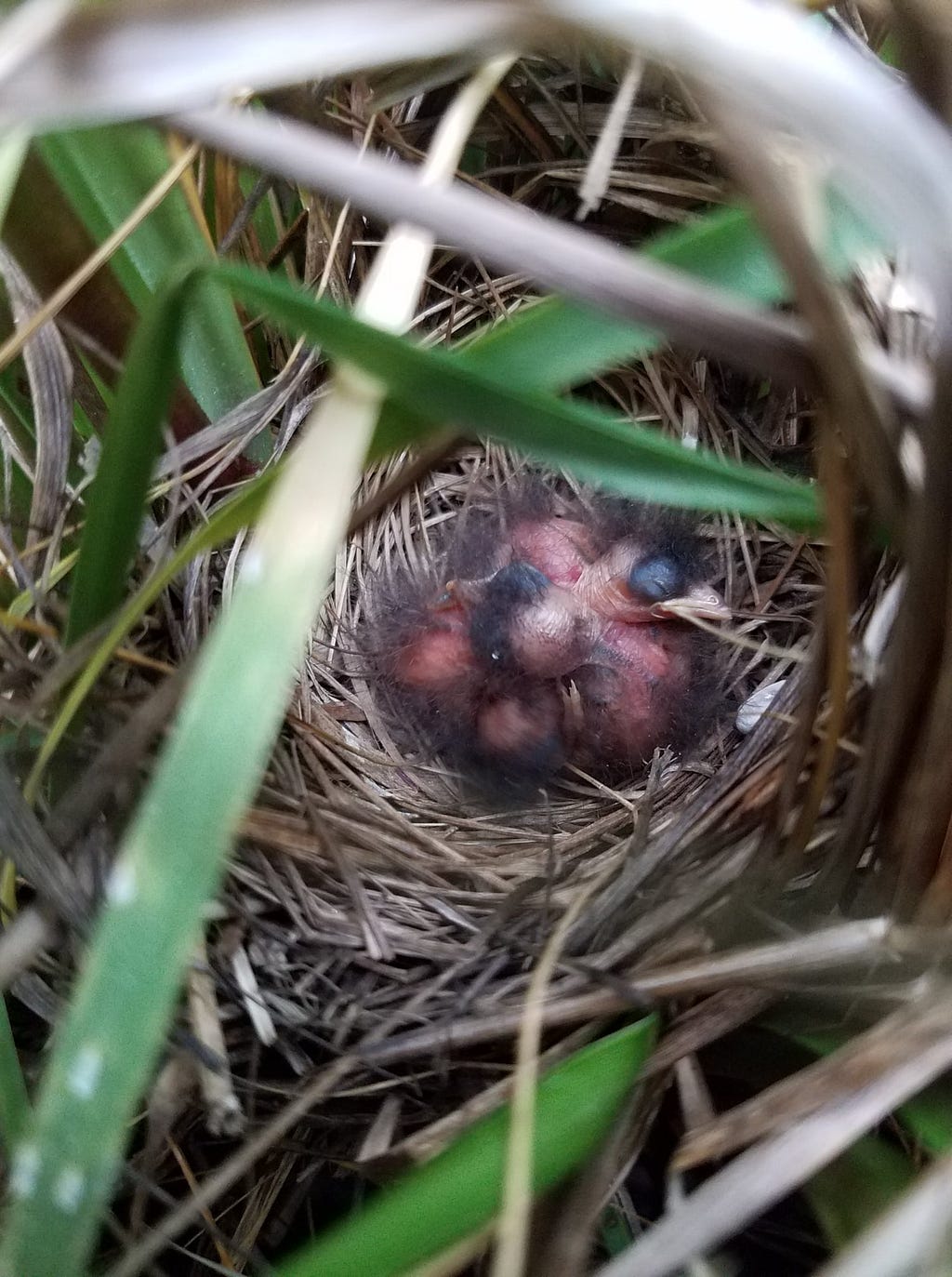 Salmarsh sparrow nest with three chicks in cordgrass