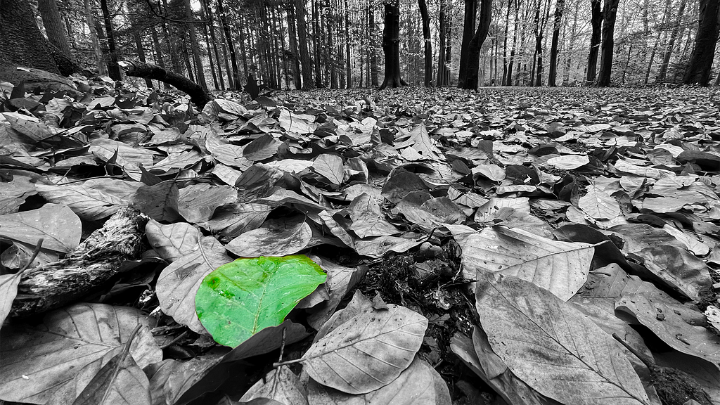 Black and white photo of leaves laying on the ground in a forest with one leaf being green.