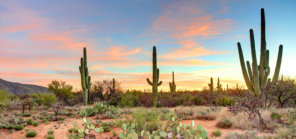 Image of Saguaro and prickly pear cacti against a pinkening sunset sky.