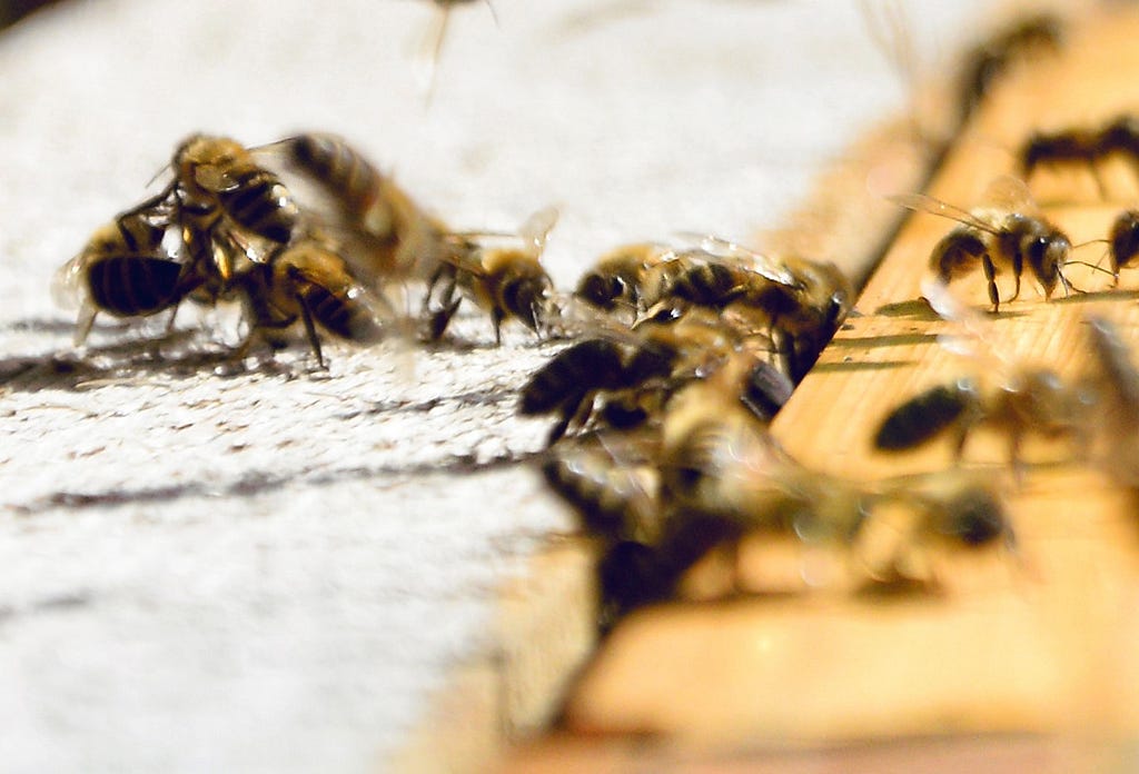 Photograph of bees on a hive