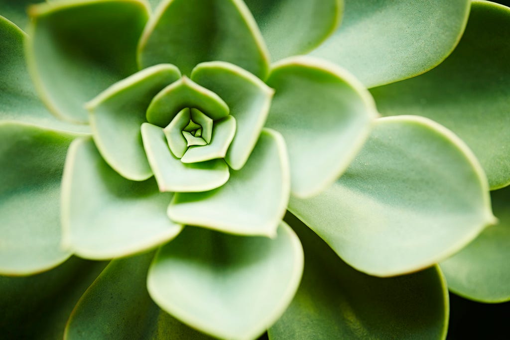 image of a succulent pattern representing data design in nature