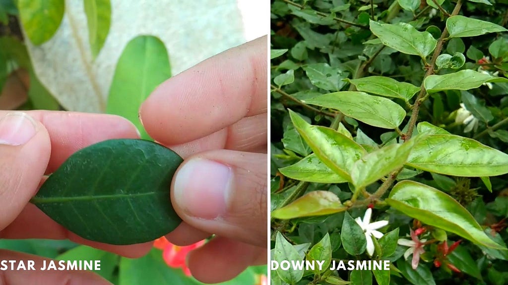 Star Jasmine and Downy Jasmine Leaves Difference (Jasminum Multiflorum) VS (Trachelospermum Jasminoides)