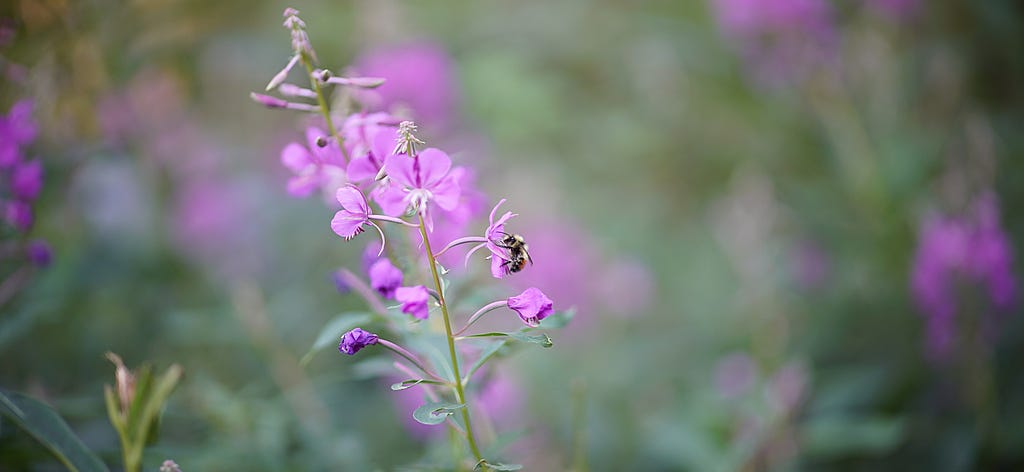 bumble bee and fireweed