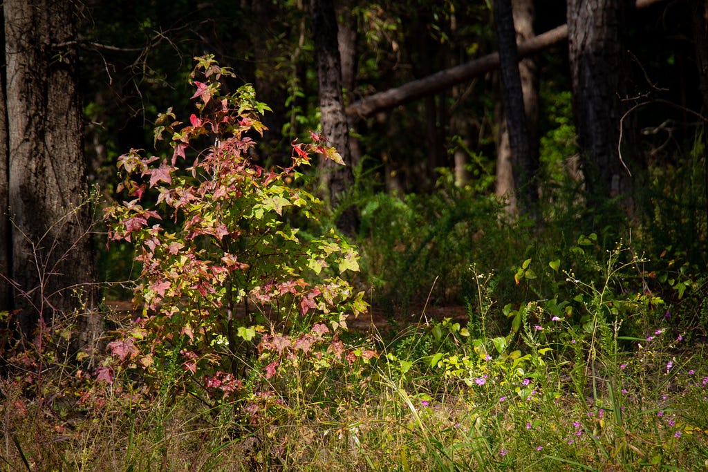 The first signs of autumn, a small tree with red and green leaves.