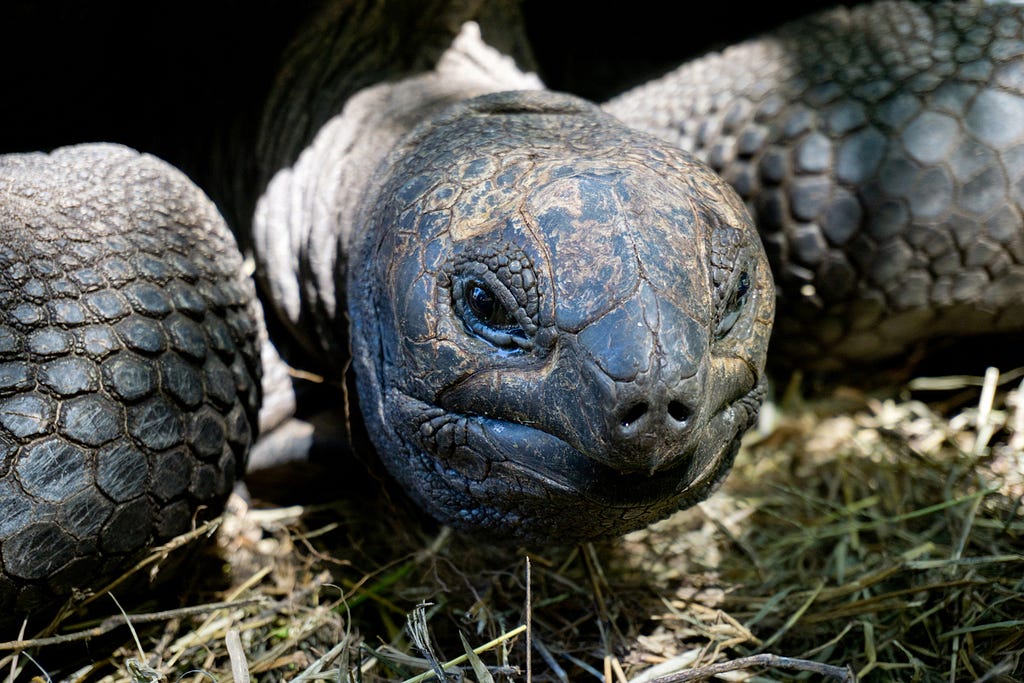 A giant tortoise in a pen behind Anse Lazio on Praslin Island in the Seychelles. © April Orcutt