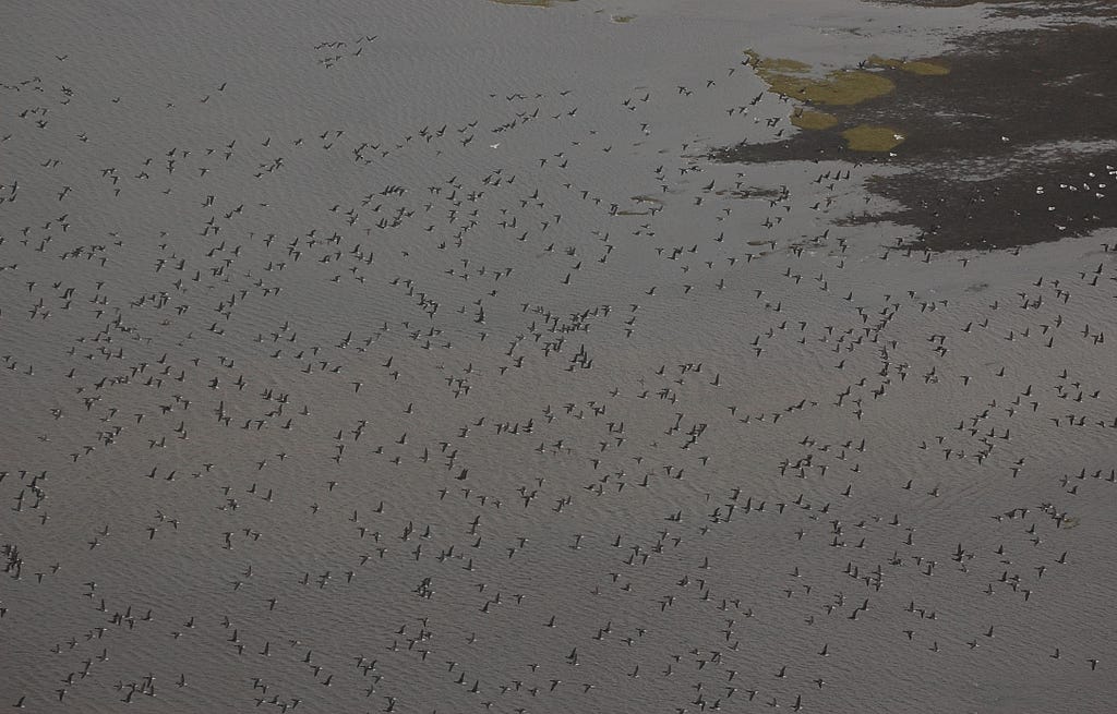 scenic shot of thousands of black brant flying over a body of water