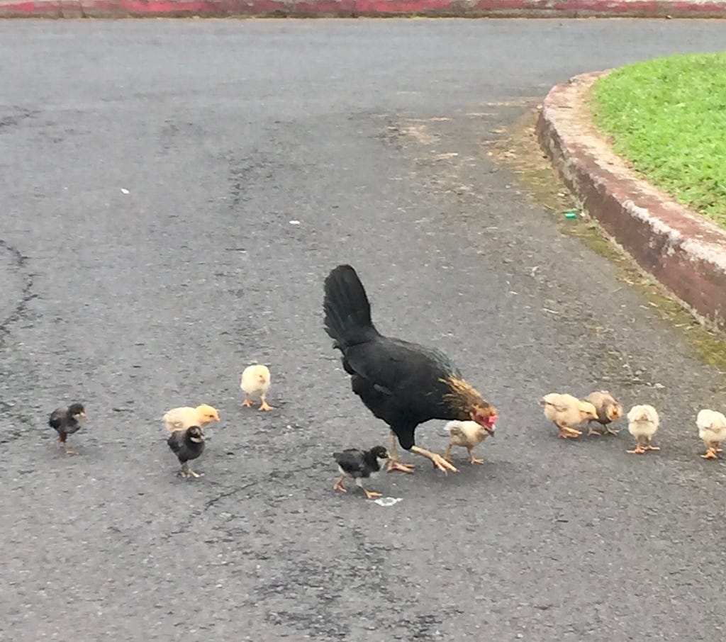 A hen with her chicks dispersed around her