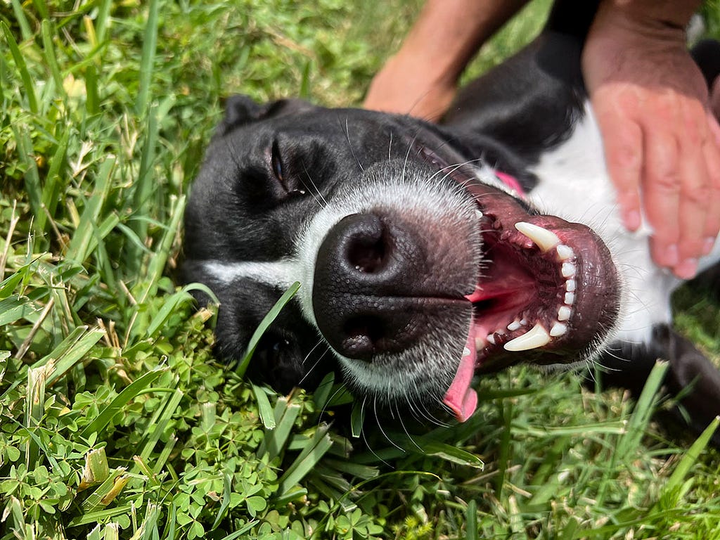 A black and white dog laying upside down on grass getting belly rubs