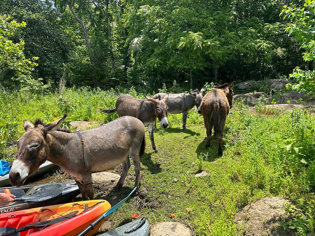 Four donkeys standing in front of several colorful kayaks. One hand is seen with a carrot to the far left.