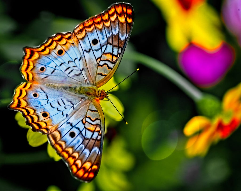 A butterfly. Oluseyi Mafolabomi’s blog