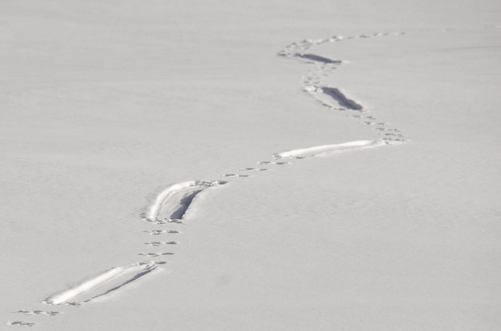 North American river otter tracks in the snow