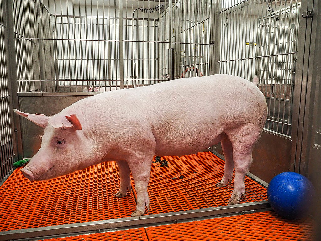 A farmed pig — whose siblings went to the slaughterhouse — was brought to this laboratory to be used in medical research. The blue ball and the green toy are meant to enrich the quality of life of the pig. USA, 2022. Roger Kingbird / We Animals Media