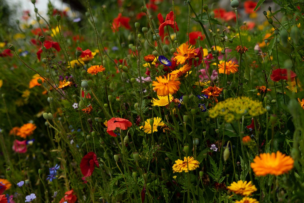A bed of multicoloured wild flowers in vibrant bloom.