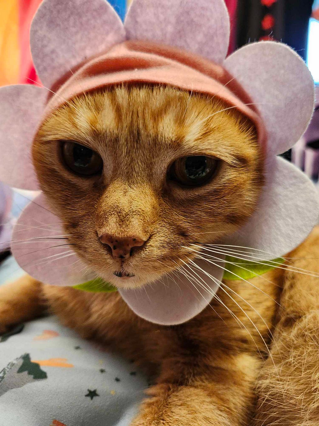 Grandkitty orange tabby Bouy is wearing a pink flower headband, looks resigned