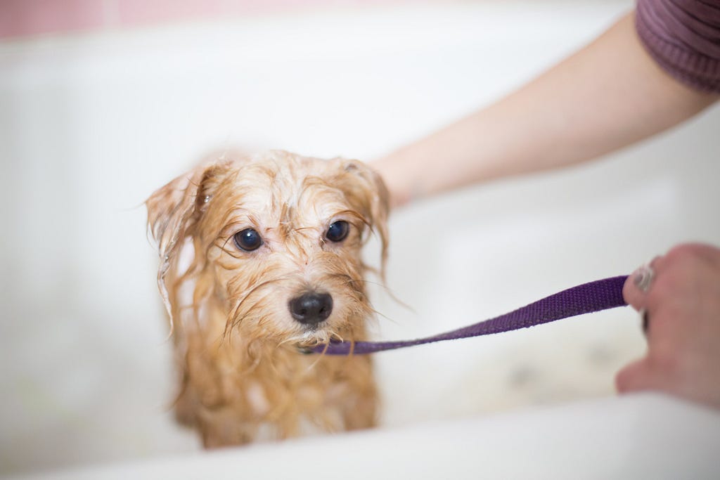 Dog in a bath.