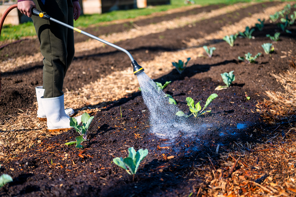 get rid of whiteflies in the garden using water hose