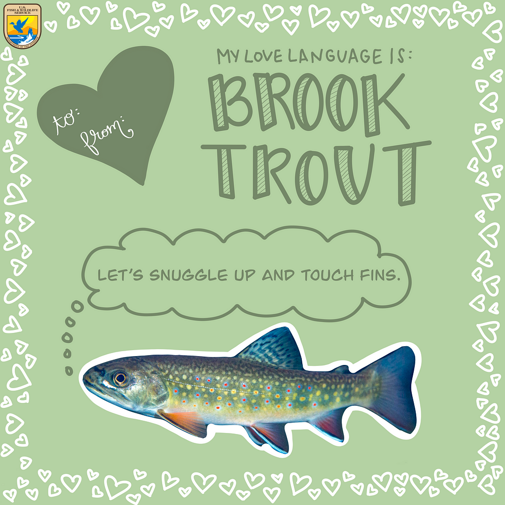 Valentine’s Card says “My love language is Brook Trout”. Words “Let’s snuggle up and touch fins” appear above a fish.