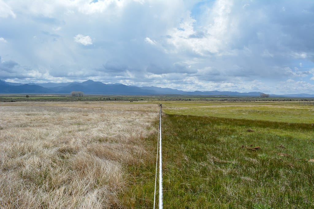 A field, separated by a fence, shows the difference between ungrazed and grazed land. On the left, ungrazed grass is brown/grey. On the right, the grazed land is a rich green grassland