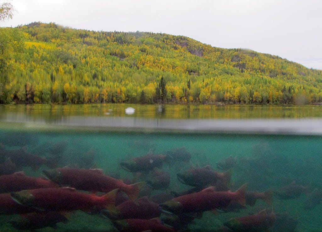Image with the top half above water with a tree covered mountain and the lower half below the water with a school of sockeye salmon.