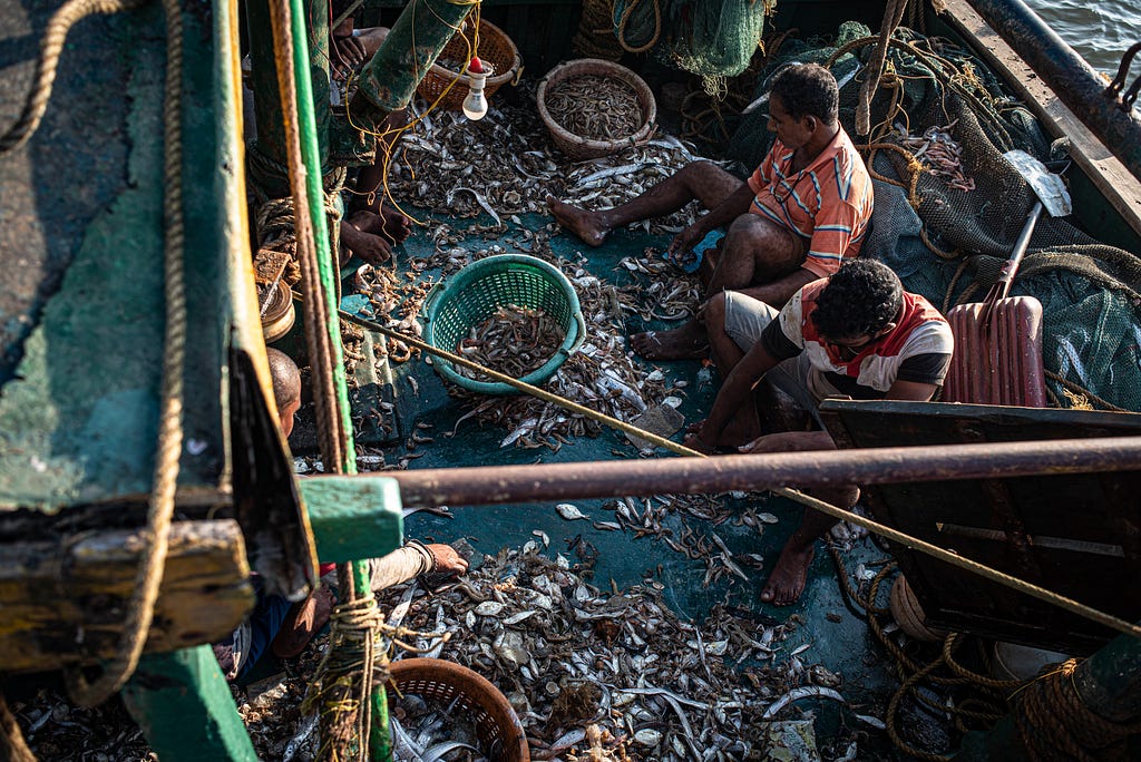 Fishermen separate different kinds of small fish and crustaceans on a trawler. Once the main load of fish is removed from the boat, the fishermen go through the bycatch and recover catch that they can use. Andhra Pradesh, India, 2022. S. Chakrabarti / We Animals Media