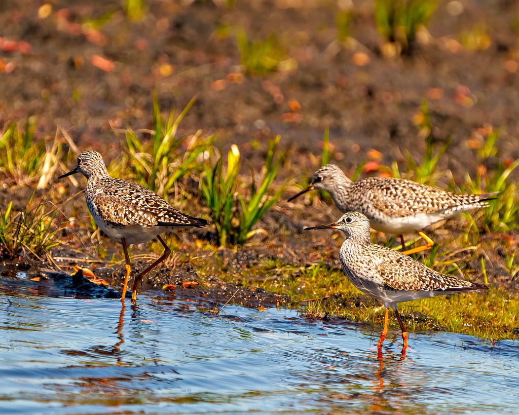 Common Sandpiper birds close-up side view foraging for food in a marsh environment and habitat with a blur foliage background