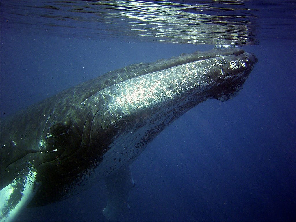 humpback whale watching in Maui