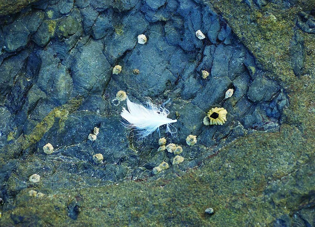 White feather on beach rock.