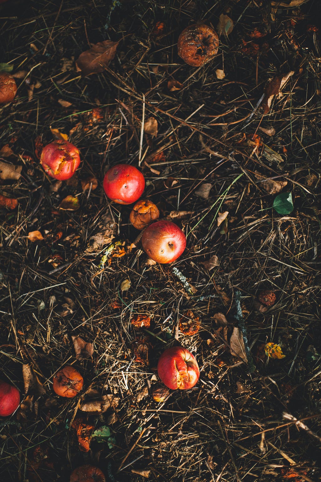 Rotting red apples sitting on top of hay and dirt.