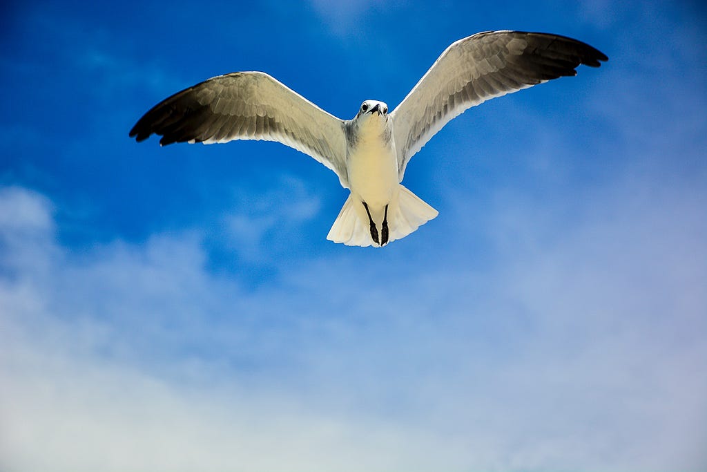 Dove flying with outstretched wings in blue sky