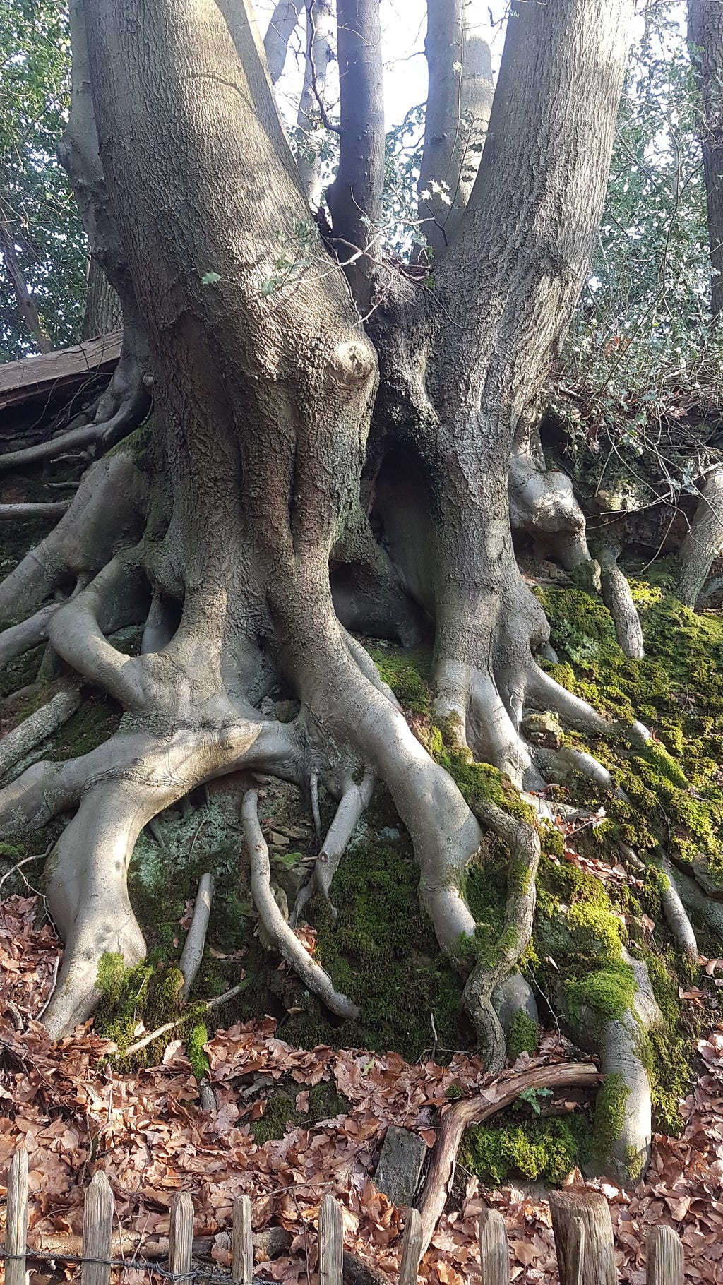 an old tree with an extensive root system, and lots of moss.