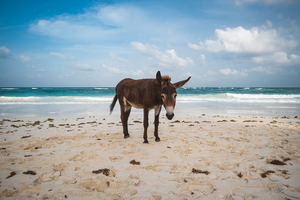 Miserably looking donkey at the beach. Seems almost ashamed.