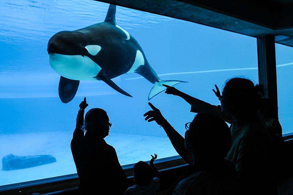 Kiska, a lone orca at Marineland. Canada, 2011. Jo-Anne McArthur / We Animals Media