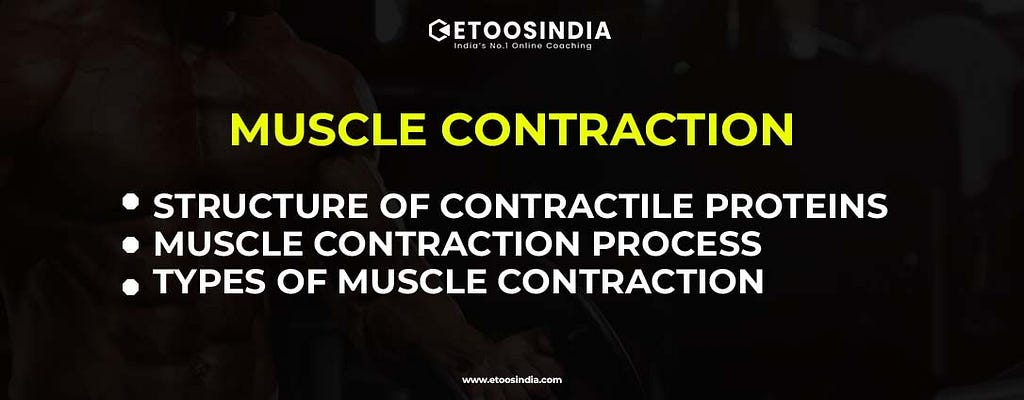 Muscle Contraction