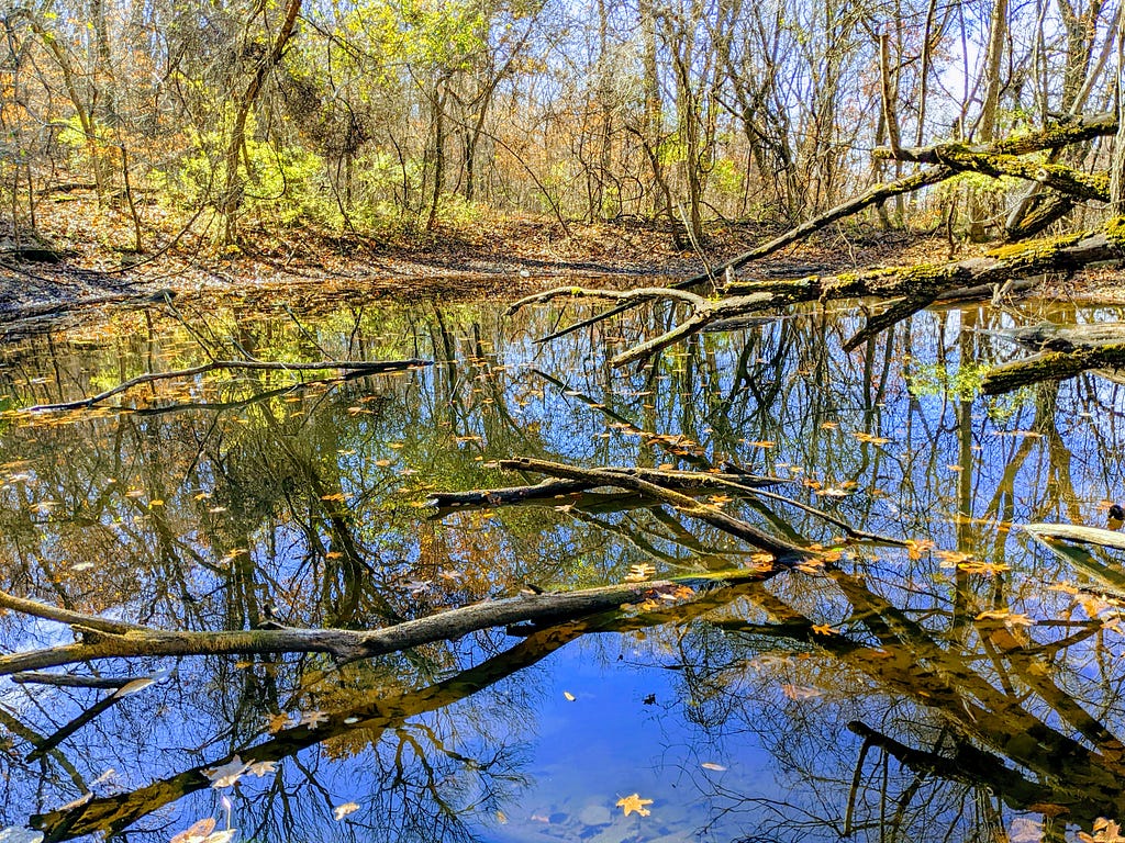 A picture of a pool of water filled with leaves and fallen trees.