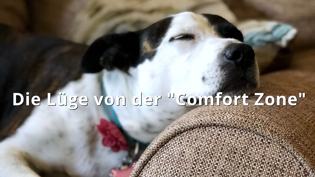 Die Komfortzone ist eine Lüge. Dieses Bild zeigt einen schlafenden Hund auf einem Sofa. — Stefan Willuda