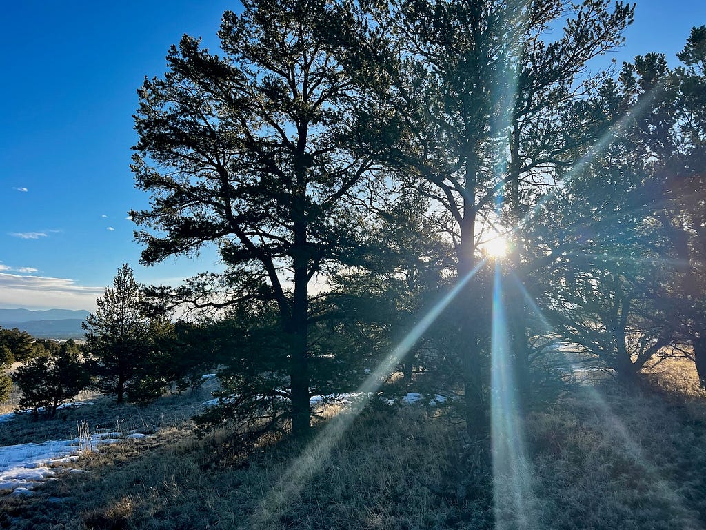 Sunburst coming through a piñon pine tree with snow on the ground to the left and mostly blue sky.