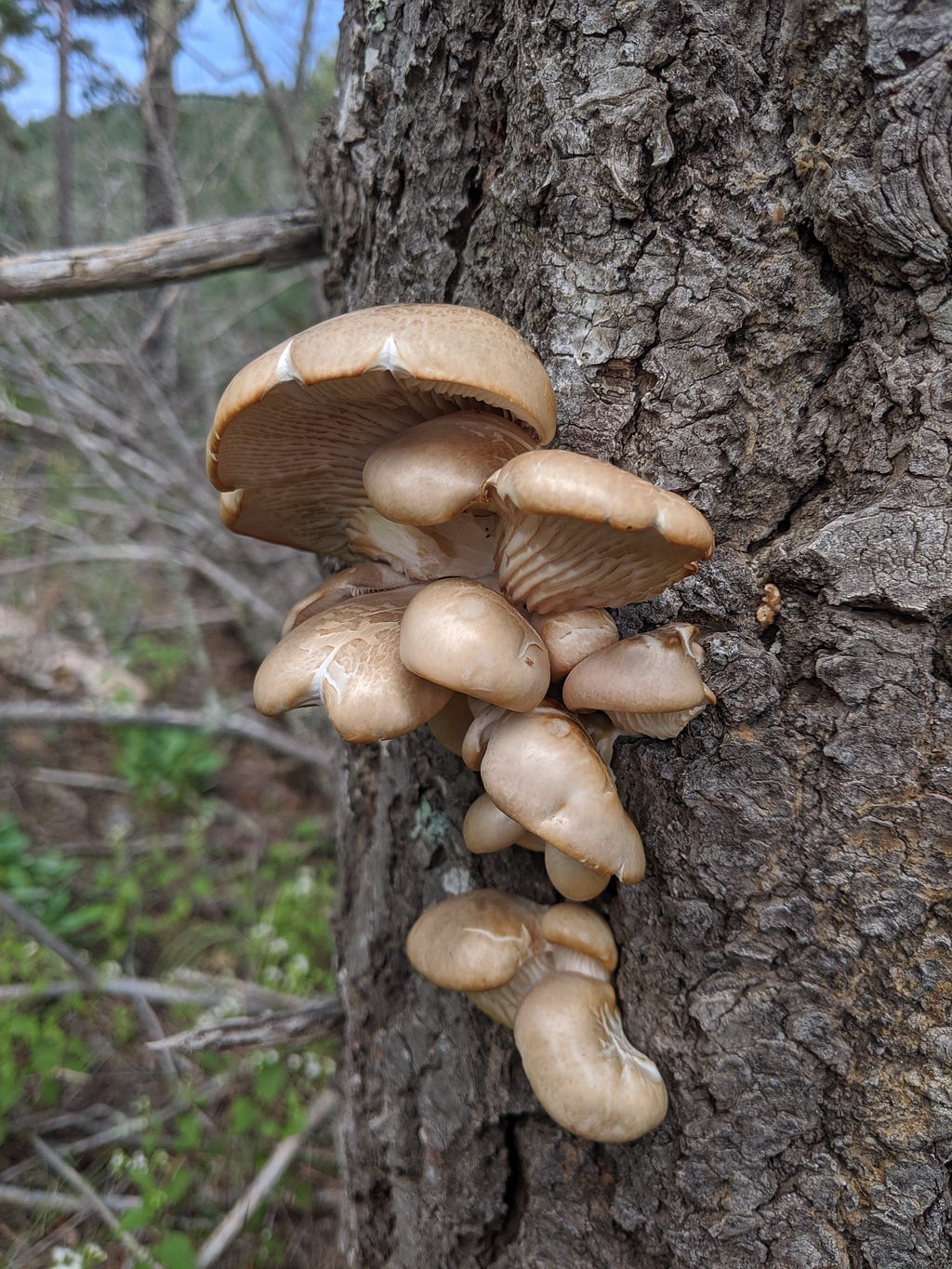 Oyster mushrooms (Pleurotus sp.) growing on a dead tree snag