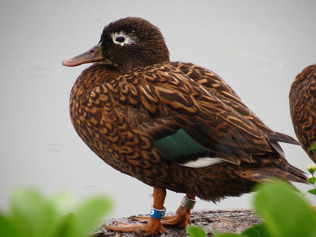 Side-view of a koloa pōhaka (Laysan duck).