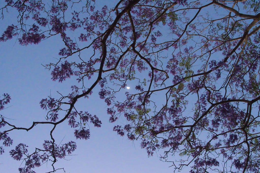 The moon framed by Jacaranda branches.