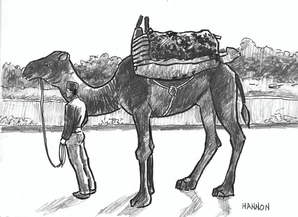 A camel with a large, padded saddle on its back is standing on a paved road. Its owner is standing nearby and holding a rope attached to the camel’s bridle.
