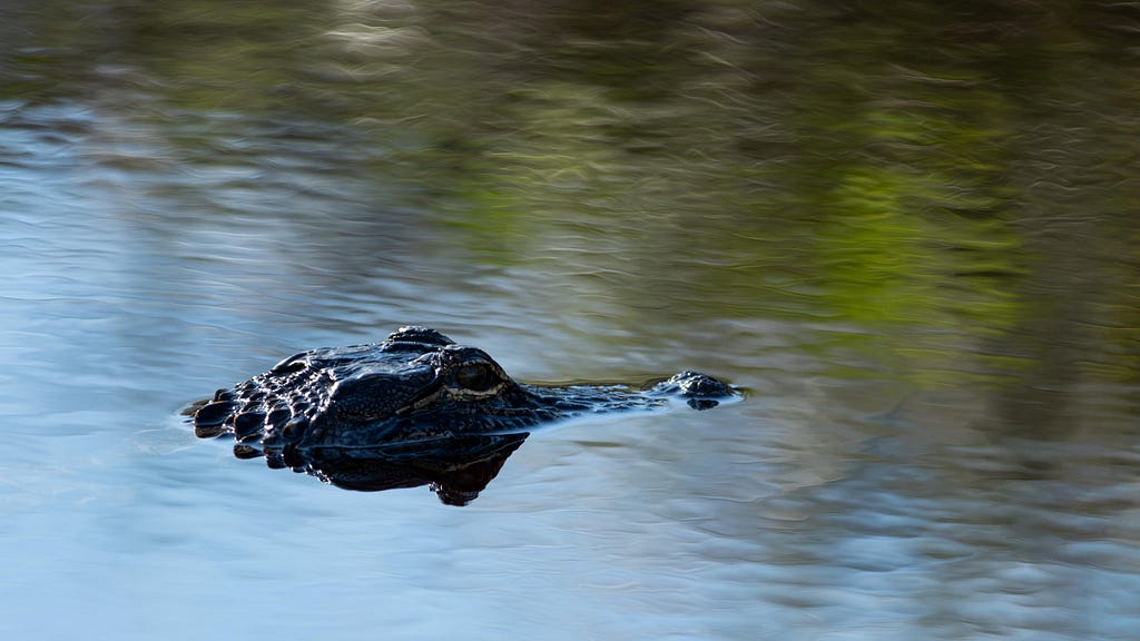 Crocodile (Crocodylinae) peeking his head above the water at J. N. Ding Darling NWR.