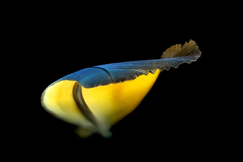 Feather from a blue-and-yellow macaw.