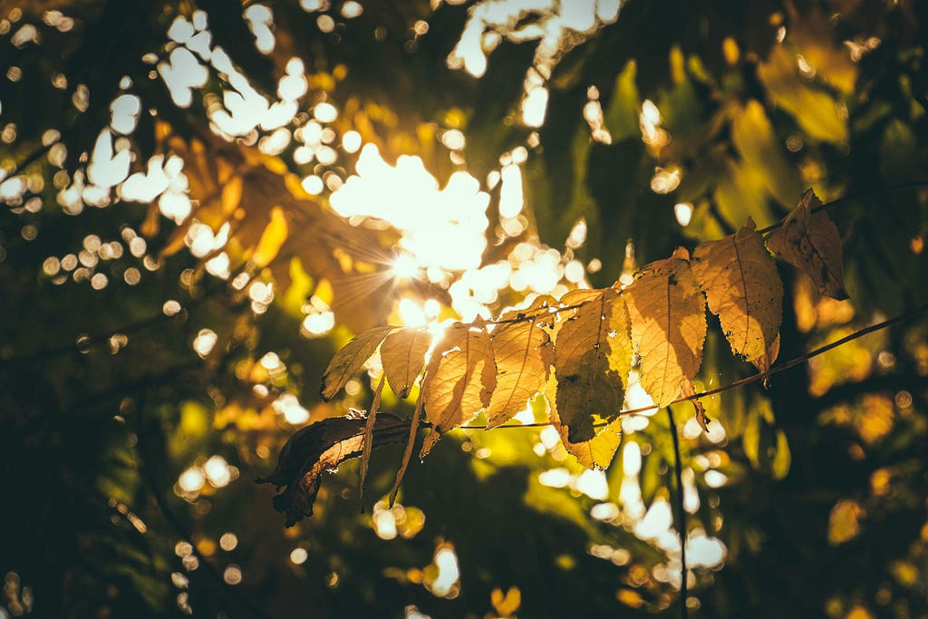 Sunlight shining through lush trees leaves in park