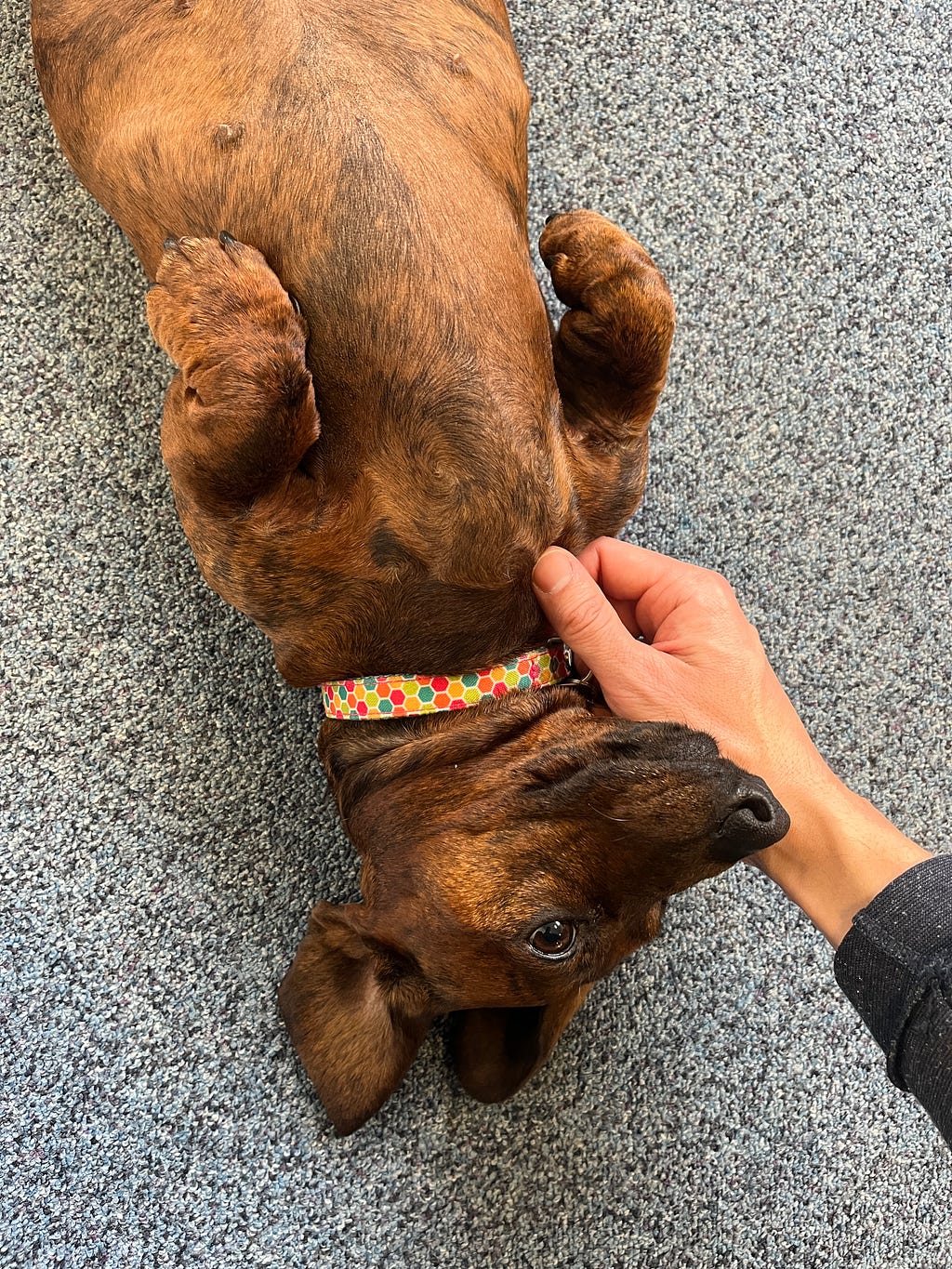 I’m giving Angie (one of our office dogs) a little scratch on the floor.