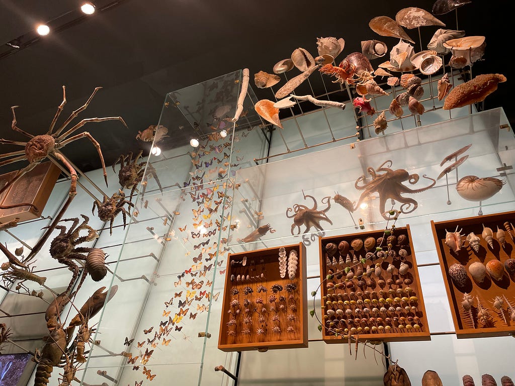 the natural history museum in new york city