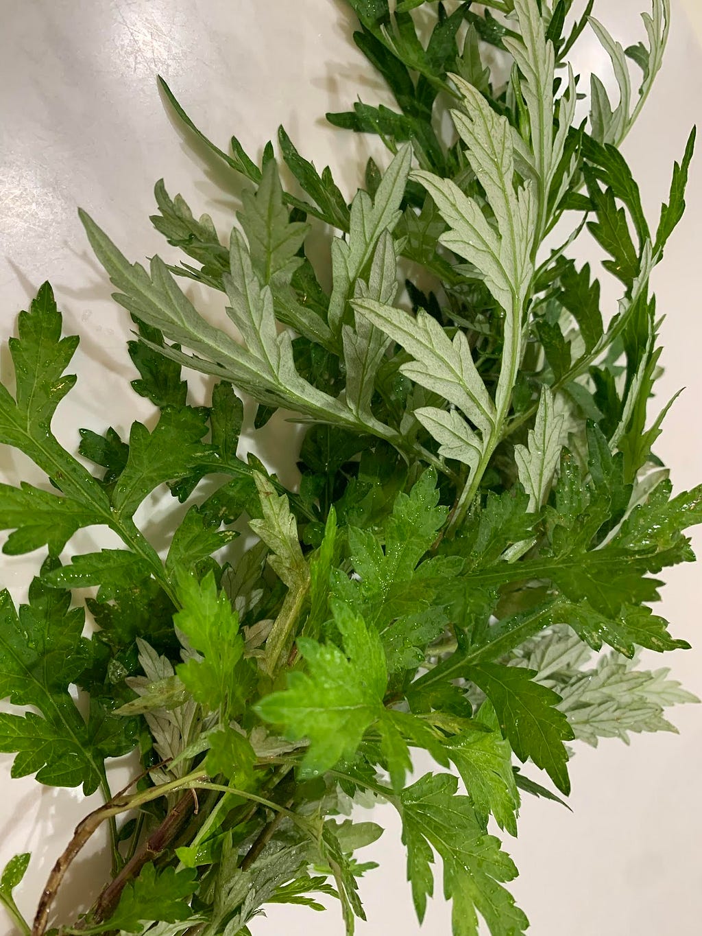 A close-up image of fresh yomogi (mugwort) leaves, showcasing their green and slightly serrated edges.