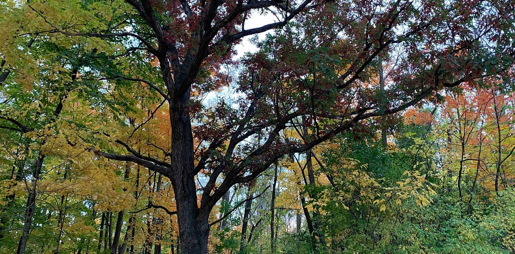 Red-leved oak tree in forest of autumnal colors. Wehr Nature Center, Greenfield, WI, USA. Image Credit: Laurel Haak. CC-BY-4.0