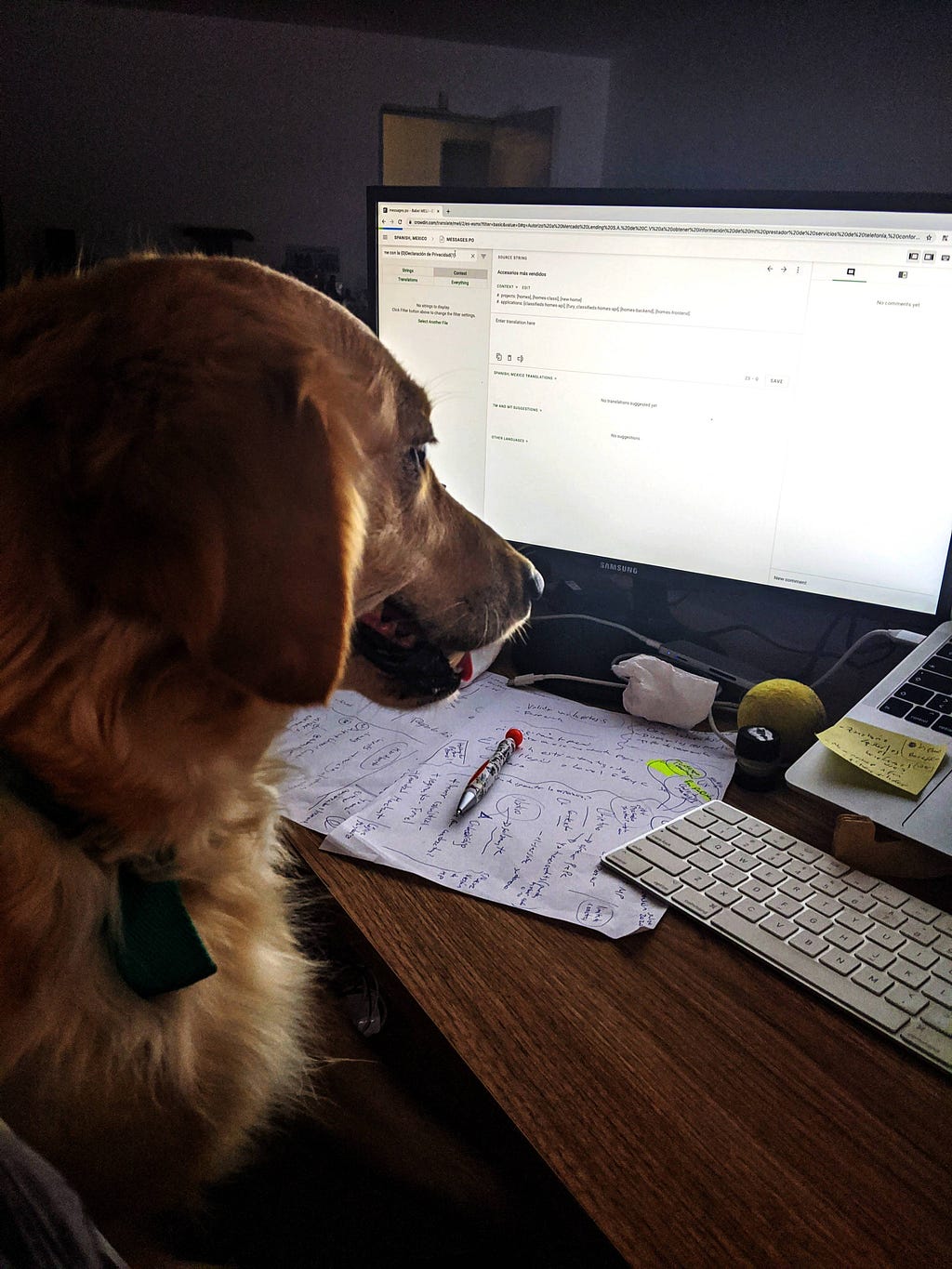 Perra sentada en escritorio mirando la computadora.