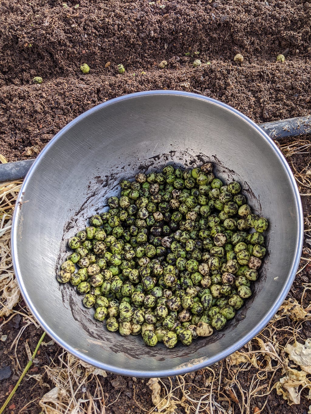 A bowl of peas covered in black powdered inoculant sits in front of a row of planted peas.