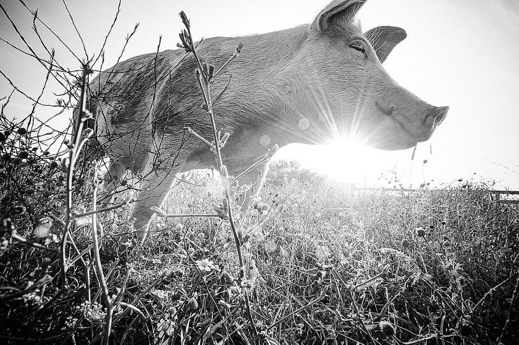 Jane, a rescued pig at Farm Sanctuary. USA, 2012. Jo-Anne McArthur / We Animals Media